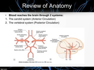 Review of Anatomy
• Blood reaches the brain through 2 systems:
1. The carotid system (Anterior Circulation)
2. The vertebral system (Posterior Circulation)
 