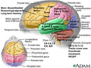 Hearing/association
& Smell & taste
Short term Memory
Voluntary
Motor
Sensations
Pain & Touch
Taste
Balance,
Coordination of each
muscle group
Arms
Head
Legs
Mom: Bowel/bladder
Reasoning/judgment
Long term memory
Vision &
visual
memory
CN 5,6,7,8
P,R, B/P CN 9,10,11,12
Tracks cross over
Coordinate
movement,
HR,B/P
 