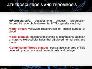 ATHEROSCLEROSIS AND THROMBOSIS
Atherosclerosis: decades-long process; progression
favored by hypercholesterolemia, HTN, cigarette smoking
•Fatty streak: yellowish discoloration on intimal surface of
blood
•Focal plaques: eccentric thickening at bifurcations; addition
of massive extracellular lipids that displaced normal cells and
matrix
•Complicated fibrous plaques: central acellular area of lipid
covered by a cap of smooth muscle cells and collagen
 