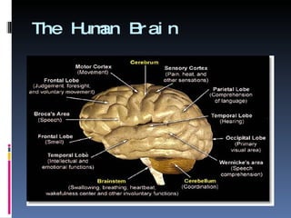 The Human Brain 