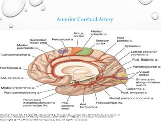 Anterior Cerebral Artery
 