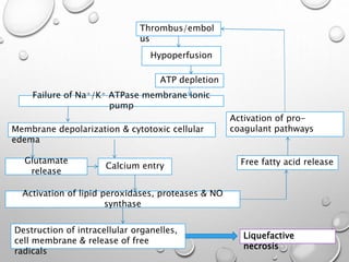 ATP depletion
Hypoperfusion
Failure of Na+/K+ ATPase membrane ionic
pump
Calcium entry
Glutamate
release
Activation of lipid peroxidases, proteases & NO
synthase
Destruction of intracellular organelles,
cell membrane & release of free
radicals
Free fatty acid release
Activation of pro-
coagulant pathways
Liquefactive
necrosis
Thrombus/embol
us
Membrane depolarization & cytotoxic cellular
edema
 