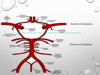 Anterior Circulation
Posterior Circulation
 