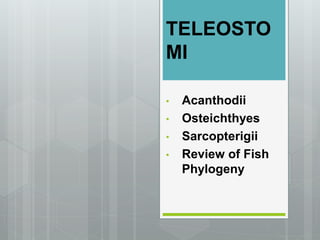 TELEOSTO
MI
• Acanthodii
• Osteichthyes
• Sarcopterigii
• Review of Fish
Phylogeny
 