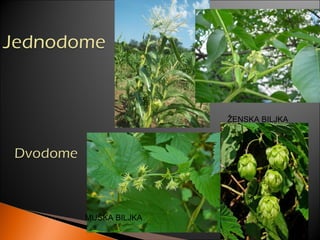 MUŠKA BILJKA
ŽENSKA BILJKA
 