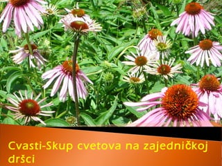 Cvasti-Skup cvetova na zajedni kojč
dršci
 