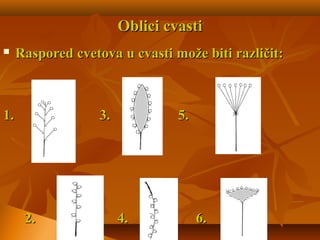Oblici cvastiOblici cvasti
 Raspored cvetova u cvasti može biti različit:Raspored cvetova u cvasti može biti različit:
1. 3. 5.1. 3. 5.
2. 4. 6.2. 4. 6.
 