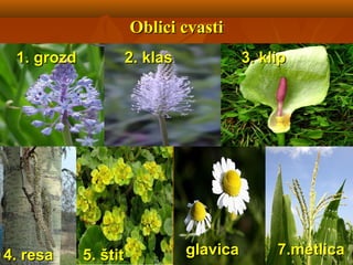 Oblici cvastiOblici cvasti
1.1. grozdgrozd 2.2. klasklas 3.3. klipklip
4.4. resaresa 5.5. štitštit glavicaglavica 7.7.metlicametlica
 