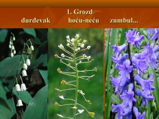 1. Grozd1. Grozd
đurđevakđurđevak hoću-nećuhoću-neću zumbulzumbul......
 