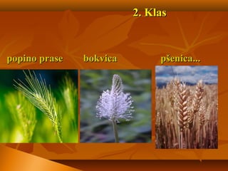 2.2. KlasKlas
popino prase bokvicapopino prase bokvica pšenicapšenica......
 