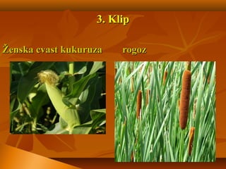 3.3. KlipKlip
Ženska cvast kukuruza rogozŽenska cvast kukuruza rogoz
 