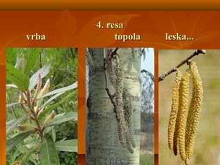 4. resa4. resa
vrbavrba topolatopola leskaleska......
 