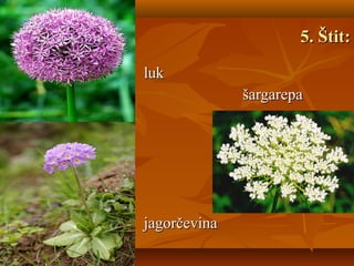 5. Štit5. Štit::
lukluk
šargarepašargarepa
jagorčevinajagorčevina
 