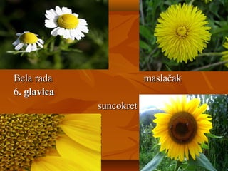 BBela rada maslačakela rada maslačak
66. glavica. glavica
suncokretsuncokret
 