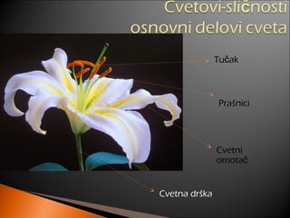 Cvetna drška
Cvetni
omotač
Prašnici
Tu akč
 