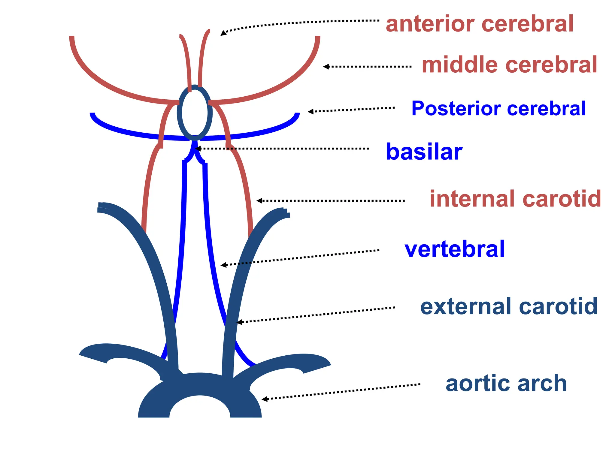 aortic arch
external carotid
Posterior cerebral
basilar
vertebral
internal carotid
middle cerebral
anterior cerebral
 