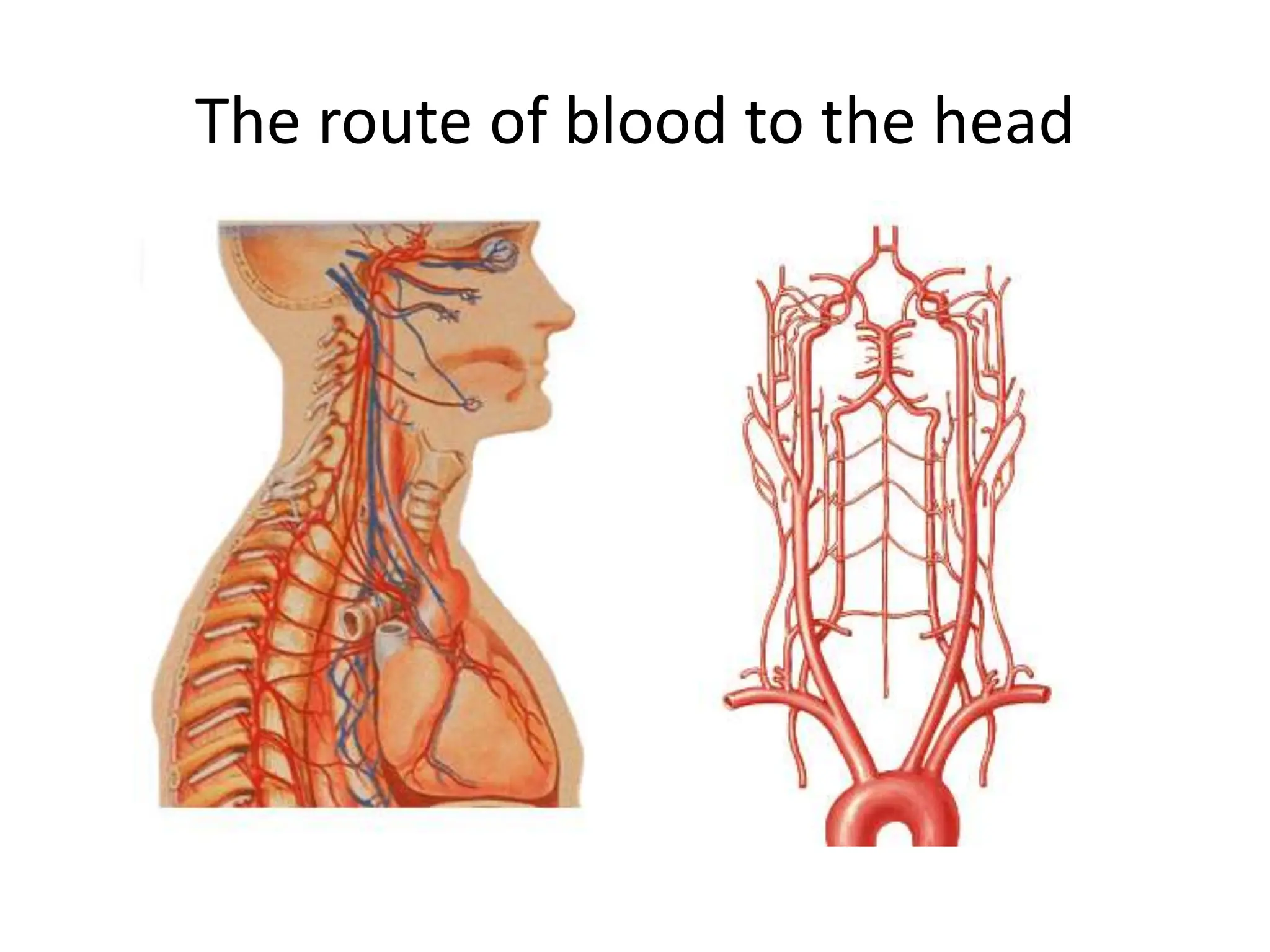The route of blood to the head
 