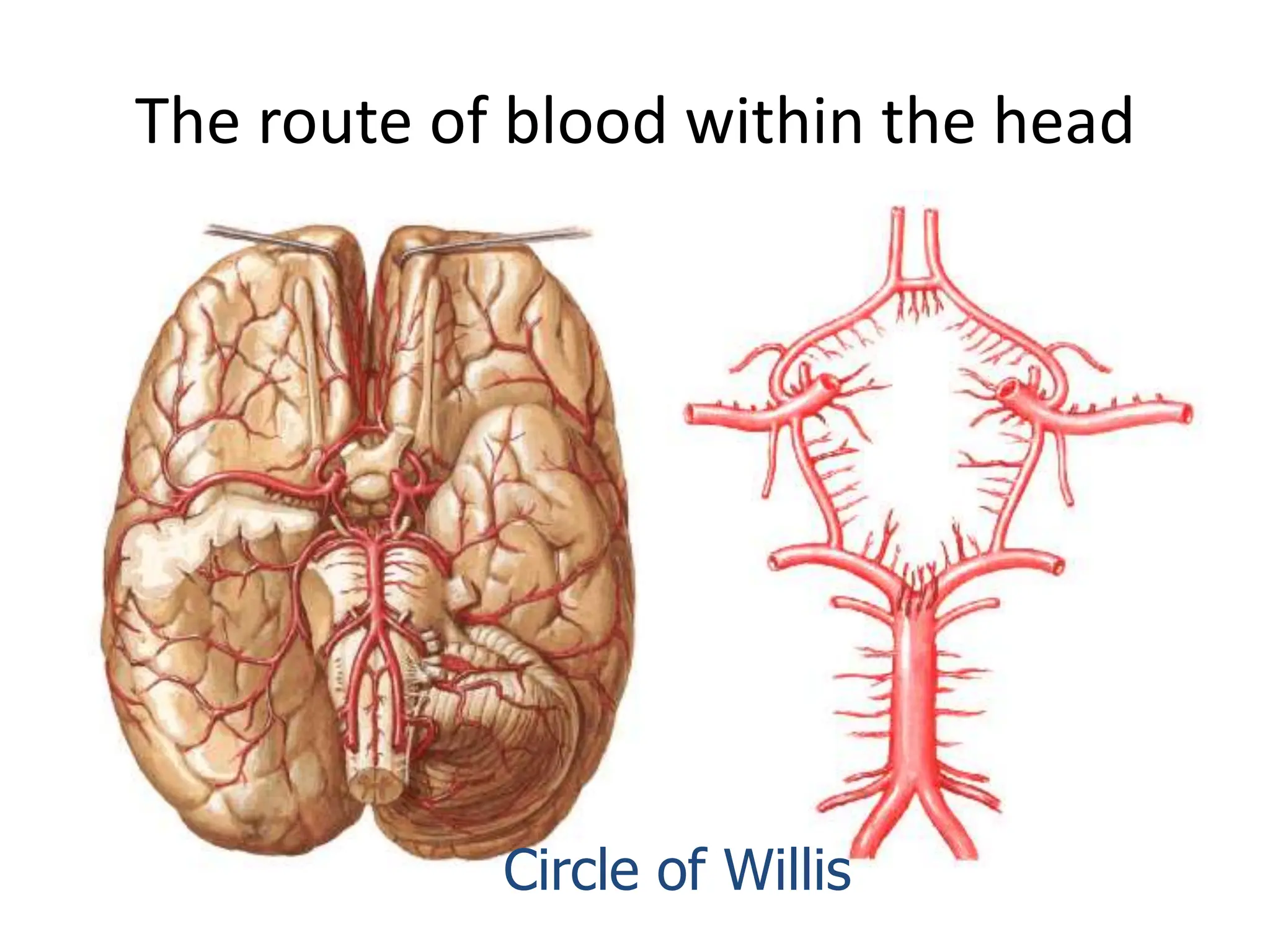 The route of blood within the head
Circle of Willis
 