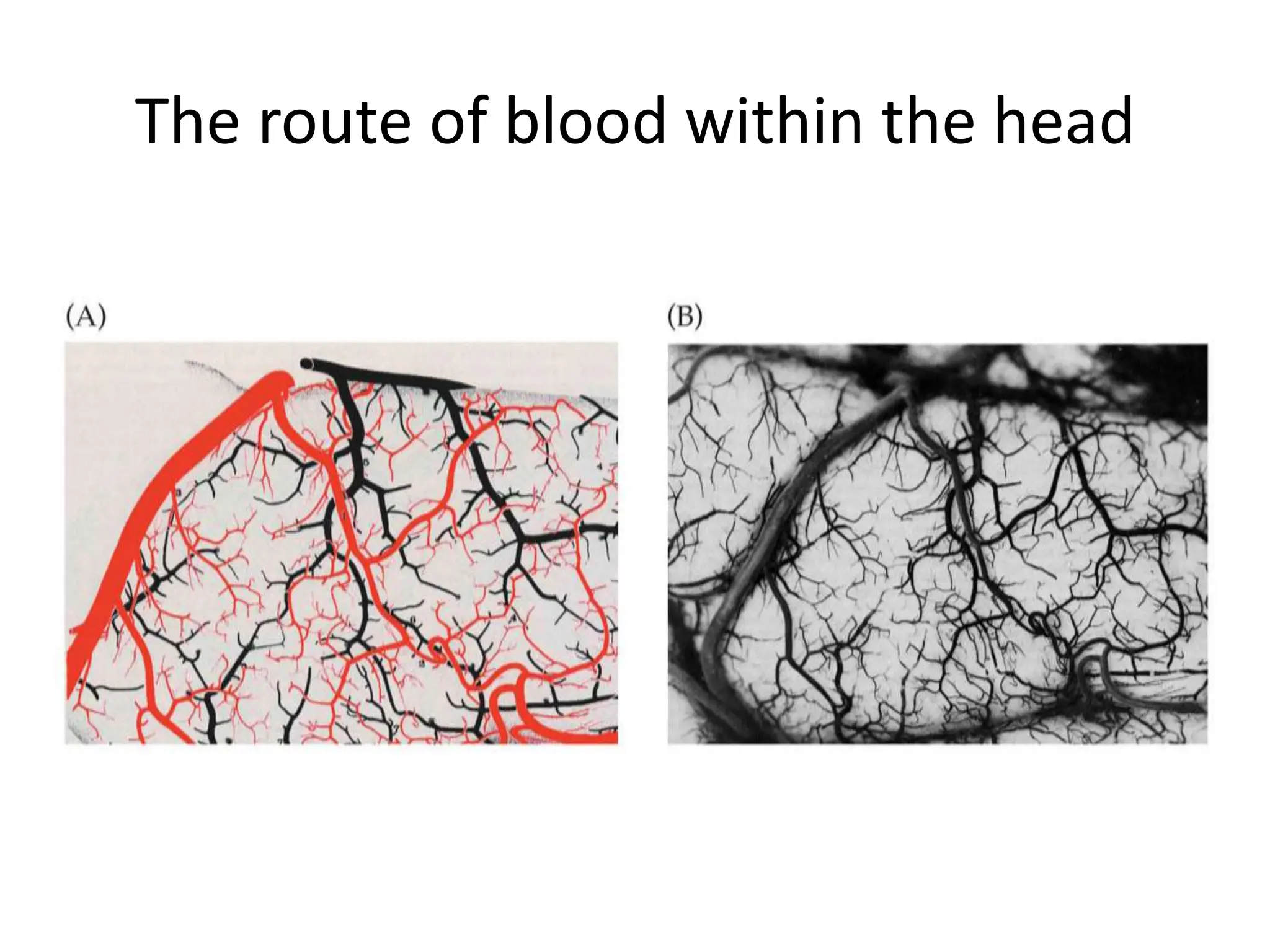 The route of blood within the head
 