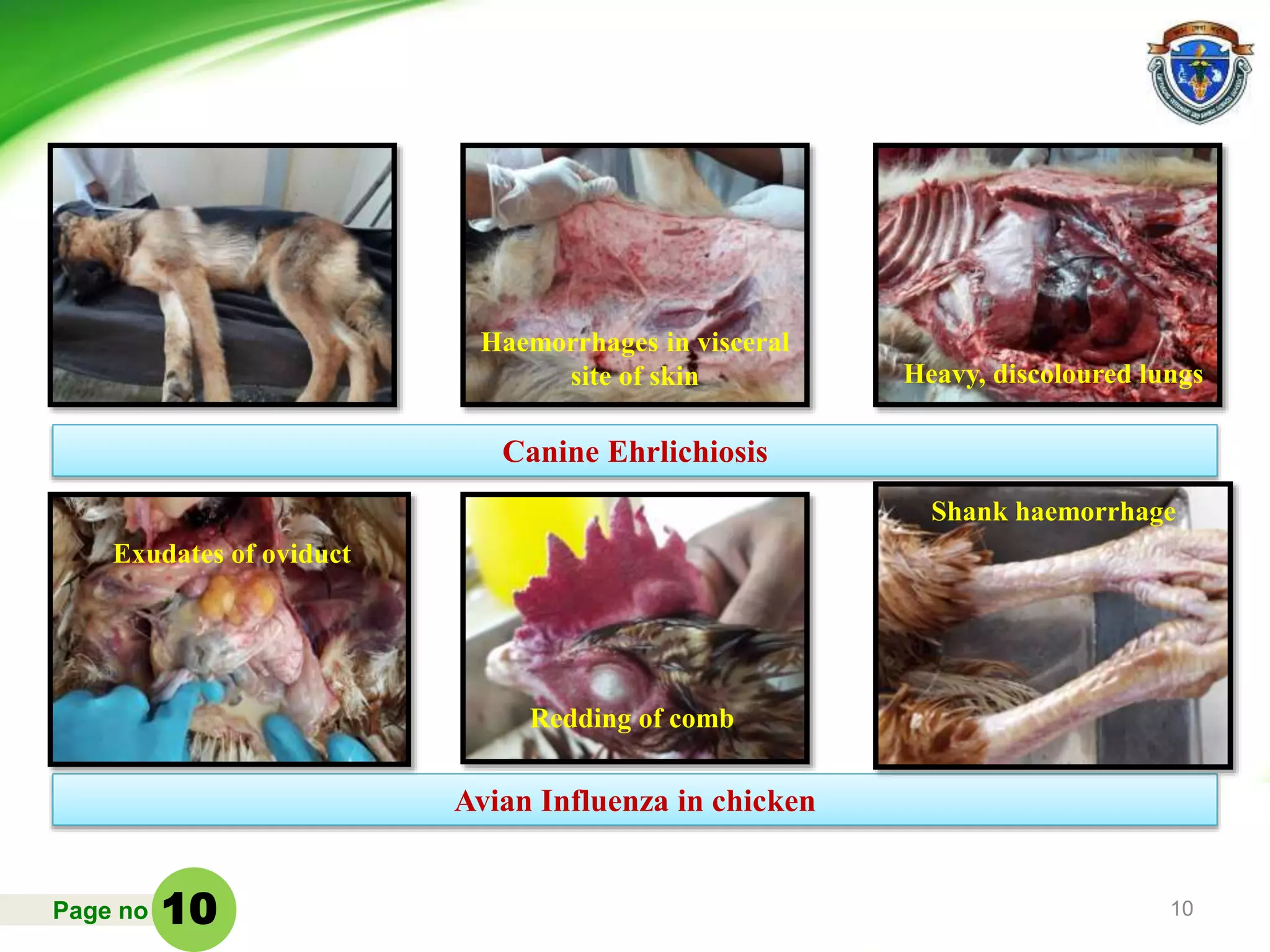 Page no 10
Canine Ehrlichiosis
Avian Influenza in chicken
Heavy, discoloured lungs
Haemorrhages in visceral
site of skin
10
Shank haemorrhage
Redding of comb
Exudates of oviduct
 