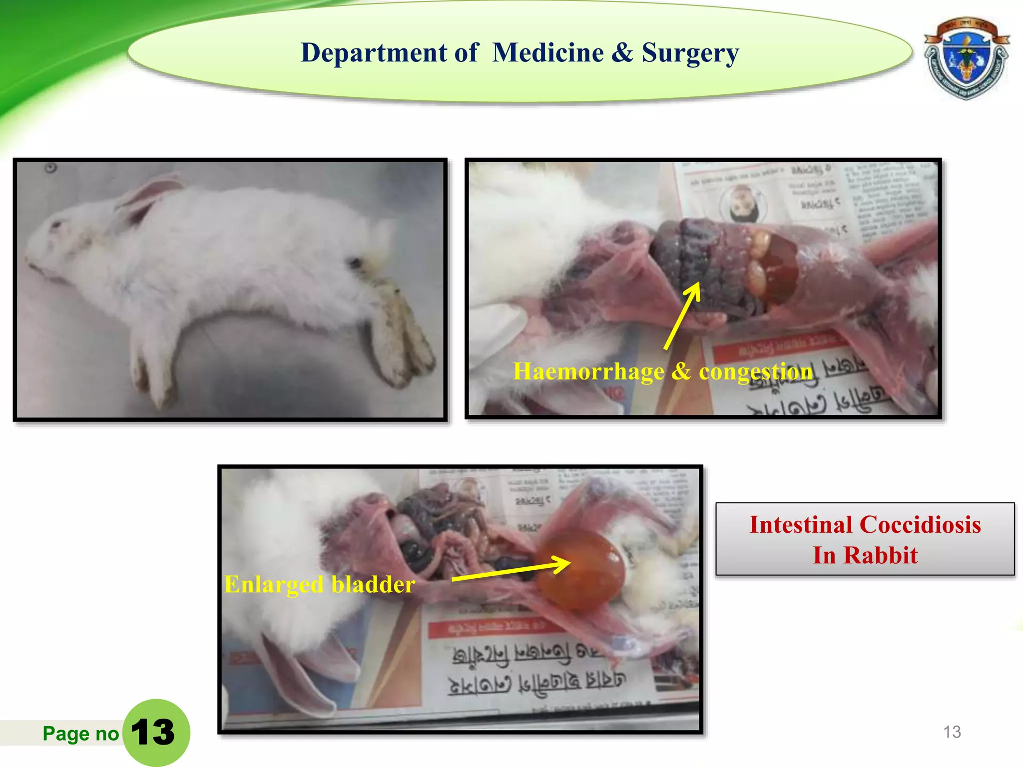 Page no 13
Department of Medicine & Surgery
Intestinal Coccidiosis
In Rabbit
Enlarged bladder
Haemorrhage & congestion
13
 