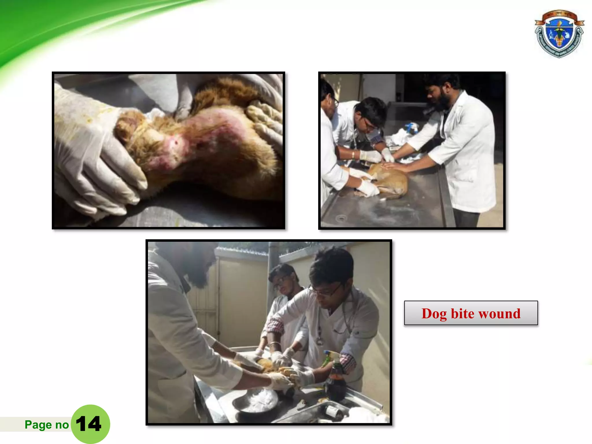 Page no
Dog bite wound
14
 