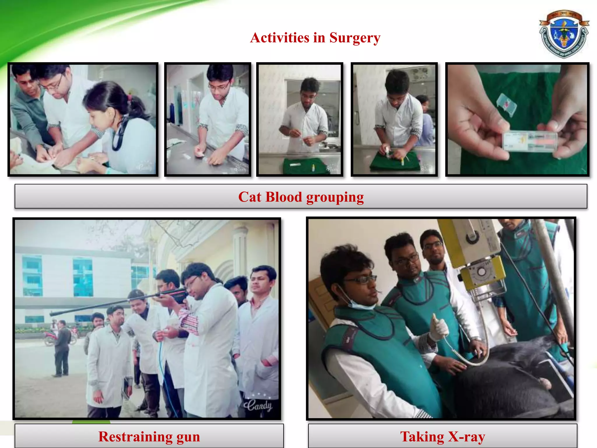 Page no
Cat Blood grouping
Restraining gun Taking X-ray
Activities in Surgery
 
