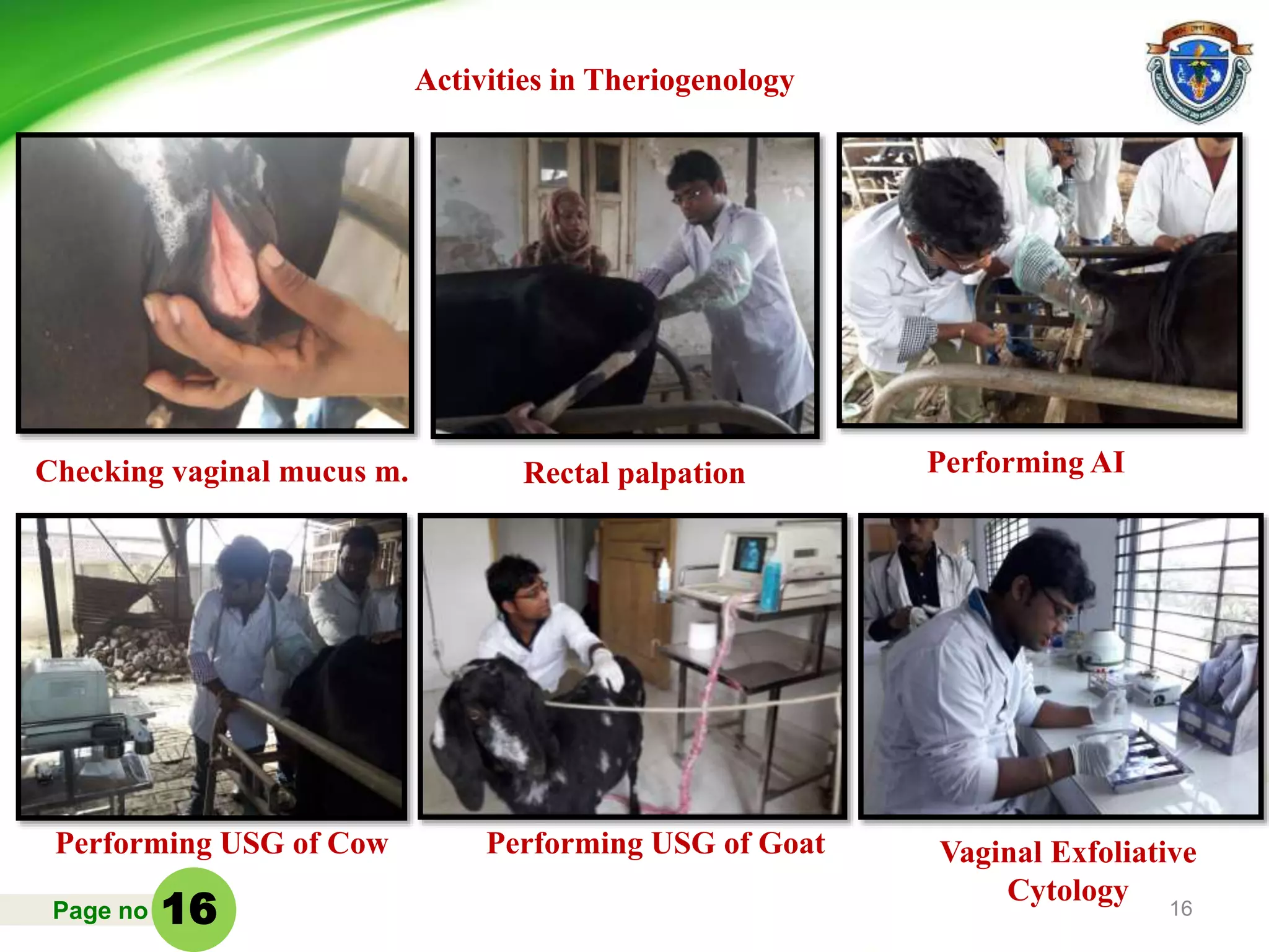 Page no 16
Rectal palpation
Performing USG of Cow
Performing AI
Activities in Theriogenology
Performing USG of Goat Vaginal Exfoliative
Cytology
Checking vaginal mucus m.
16
 