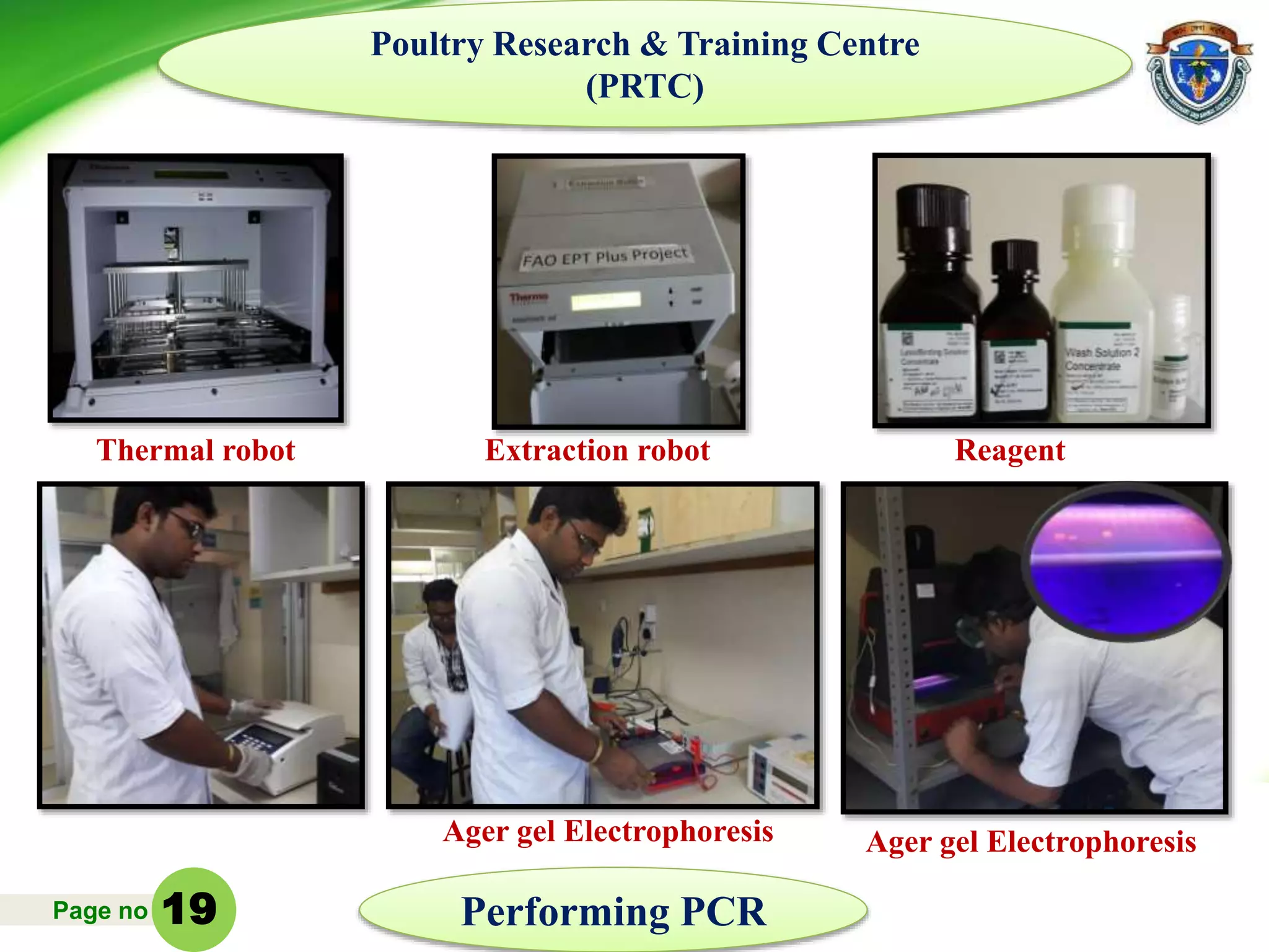 Page no
Ager gel Electrophoresis
Extraction robot Reagent
Ager gel Electrophoresis
Thermal robot
Poultry Research & Training Centre
(PRTC)
Performing PCR19
 