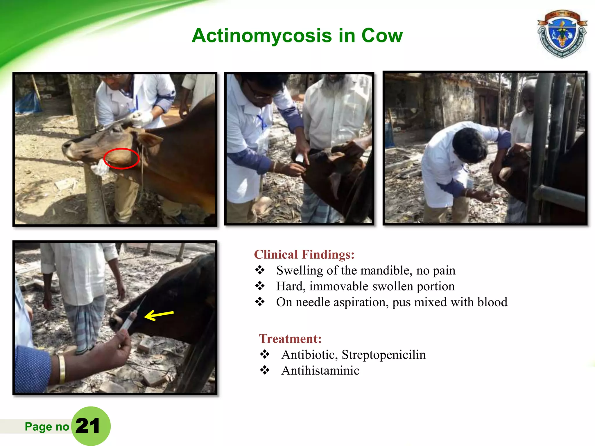 Page no
Actinomycosis in Cow
Clinical Findings:
 Swelling of the mandible, no pain
 Hard, immovable swollen portion
 On needle aspiration, pus mixed with blood
Treatment:
 Antibiotic, Streptopenicilin
 Antihistaminic
21
 