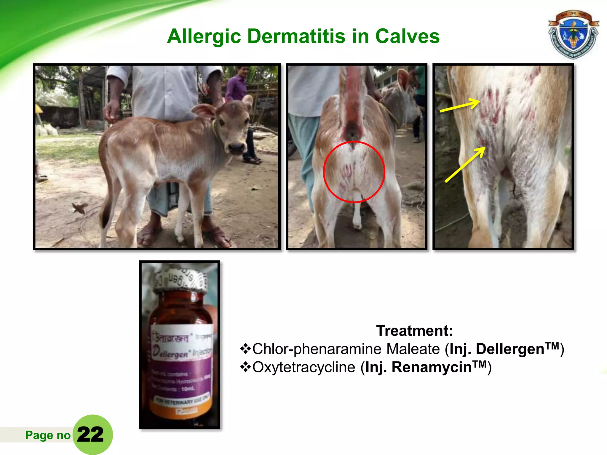 Page no
Allergic Dermatitis in Calves
Treatment:
Chlor-phenaramine Maleate (Inj. DellergenTM)
Oxytetracycline (Inj. RenamycinTM)
22
 