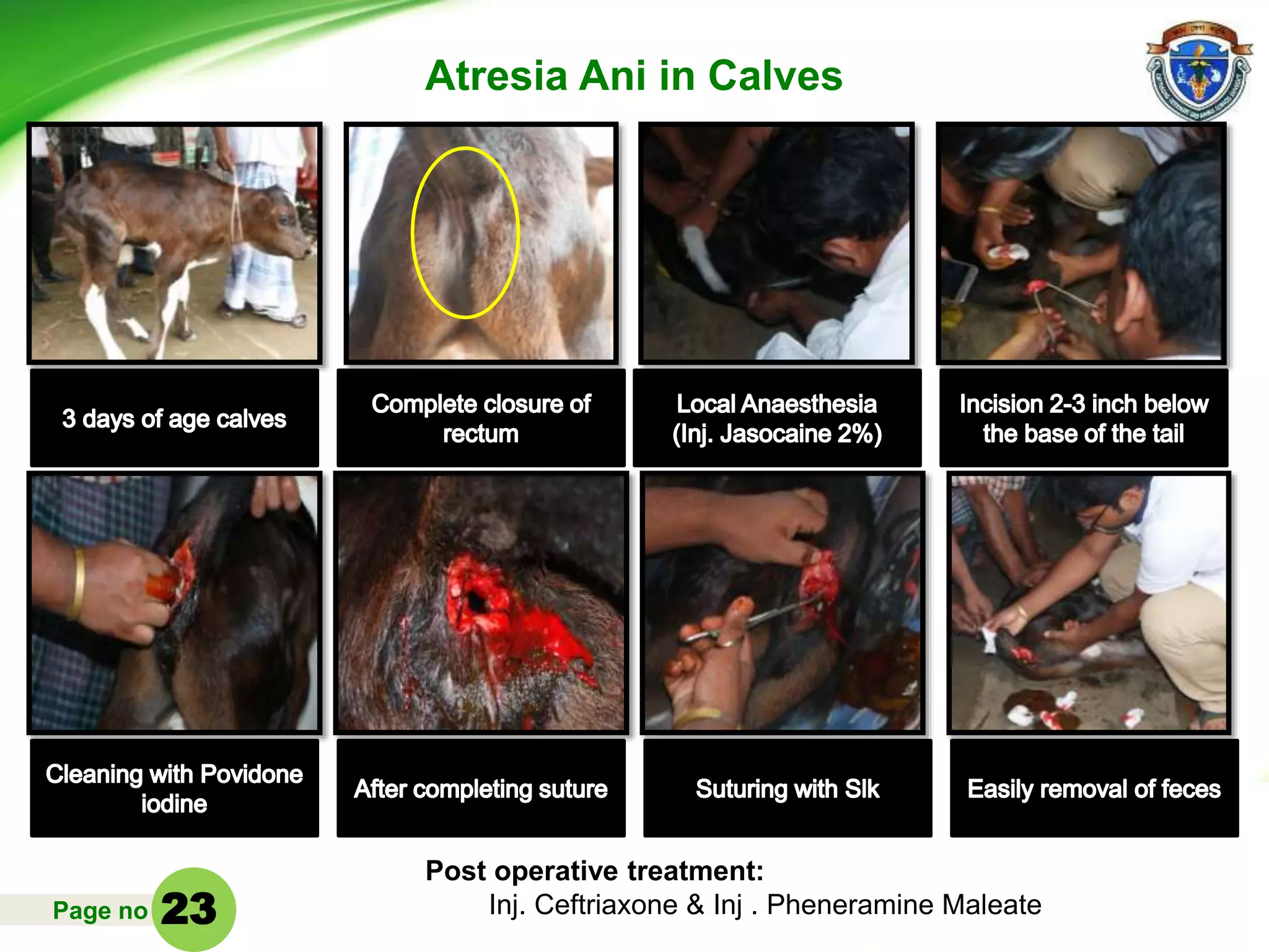 Page no
Atresia Ani in Calves
Post operative treatment:
Inj. Ceftriaxone & Inj . Pheneramine Maleate23
 