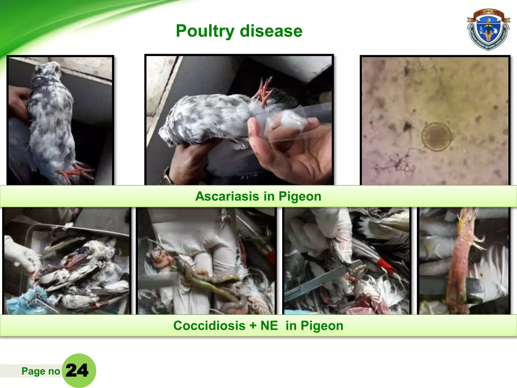 Page no
Poultry disease
Ascariasis in Pigeon
Coccidiosis + NE in Pigeon
24
 