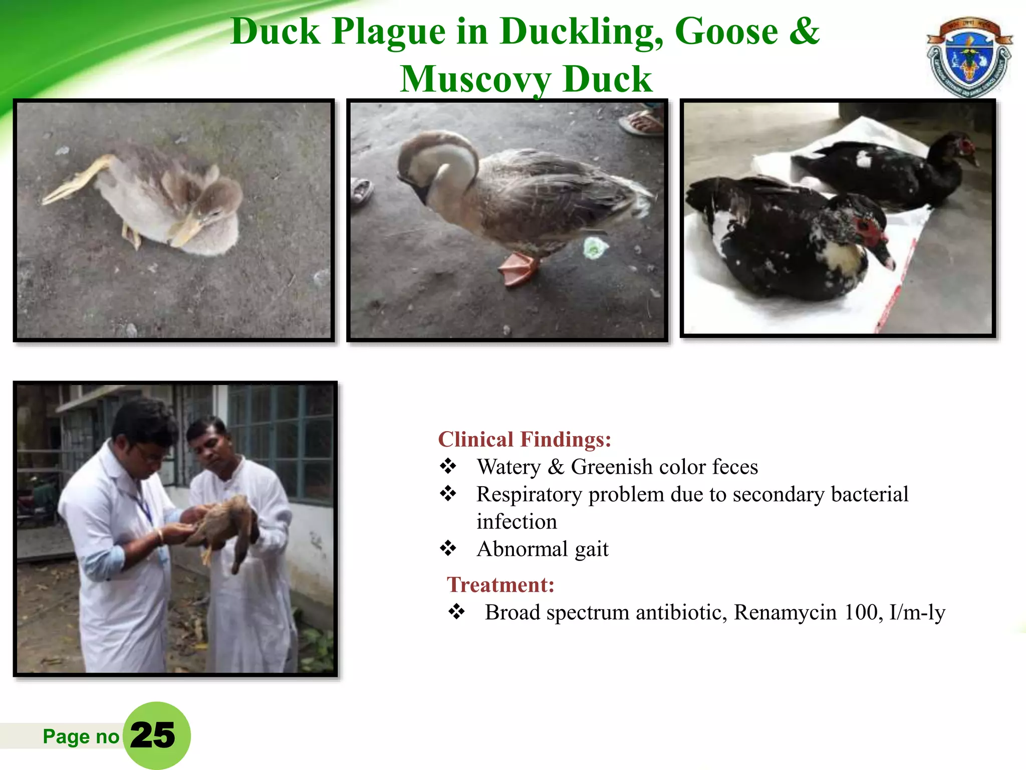 Page no
Clinical Findings:
 Watery & Greenish color feces
 Respiratory problem due to secondary bacterial
infection
 Abnormal gait
Treatment:
 Broad spectrum antibiotic, Renamycin 100, I/m-ly
Duck Plague in Duckling, Goose &
Muscovy Duck
25
 