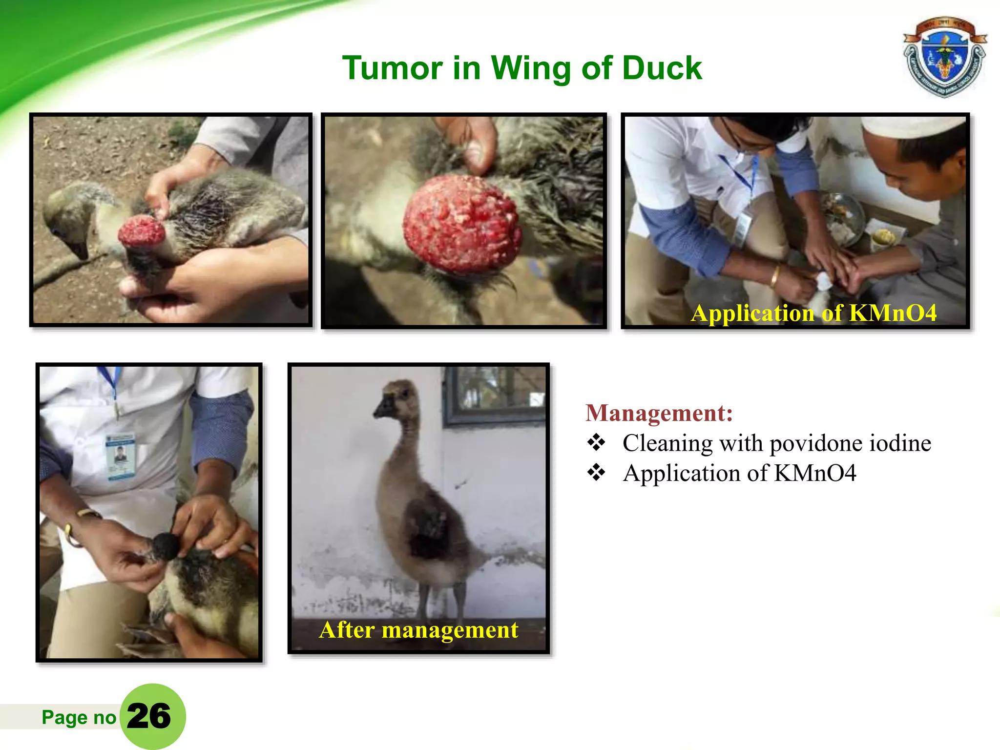 Page no
Management:
 Cleaning with povidone iodine
 Application of KMnO4
Tumor in Wing of Duck
Application of KMnO4
After management
26
 