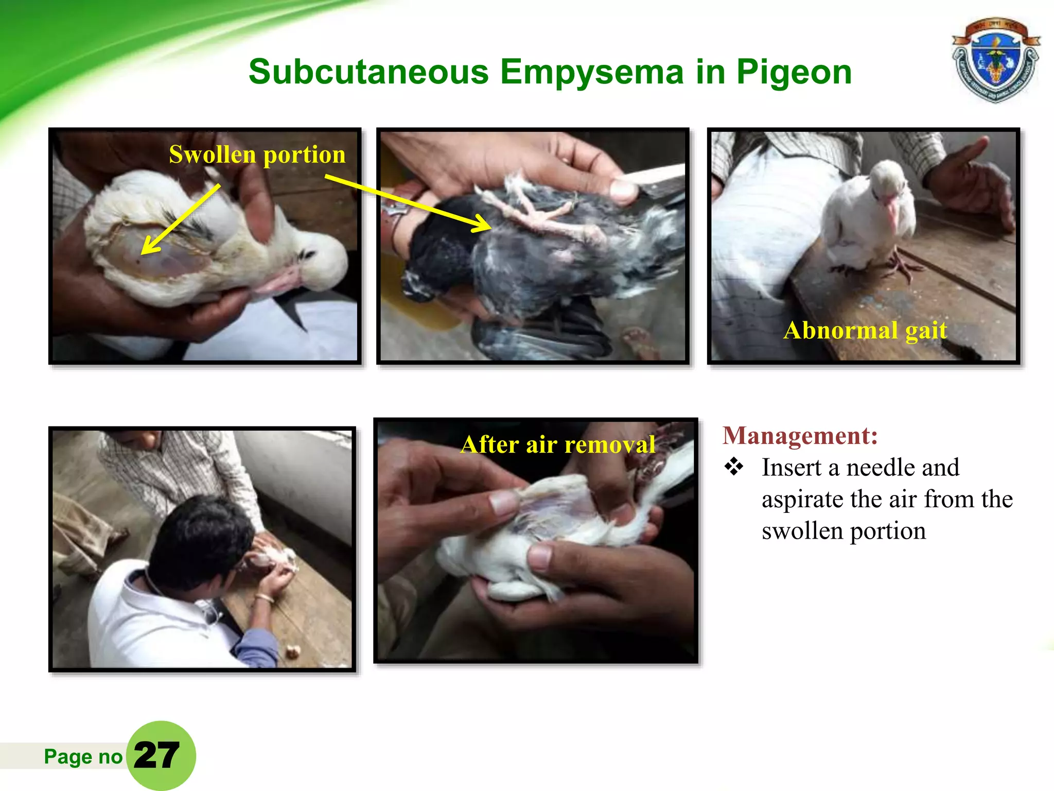 Page no
Management:
 Insert a needle and
aspirate the air from the
swollen portion
Subcutaneous Empysema in Pigeon
Swollen portion
Abnormal gait
After air removal
27
 