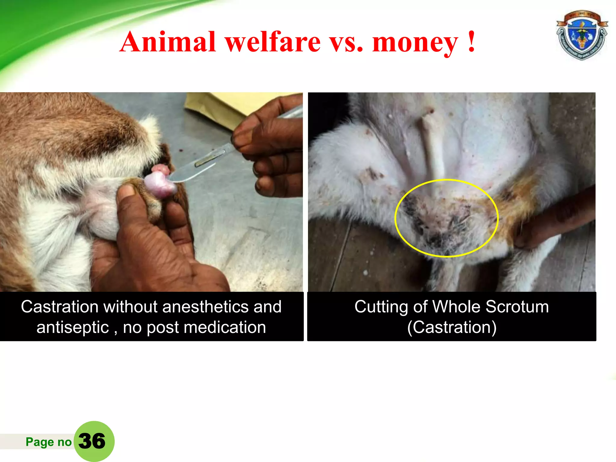 Page no
Animal welfare vs. money !
36
Castration without anesthetics and
antiseptic , no post medication
Cutting of Whole Scrotum
(Castration)
 