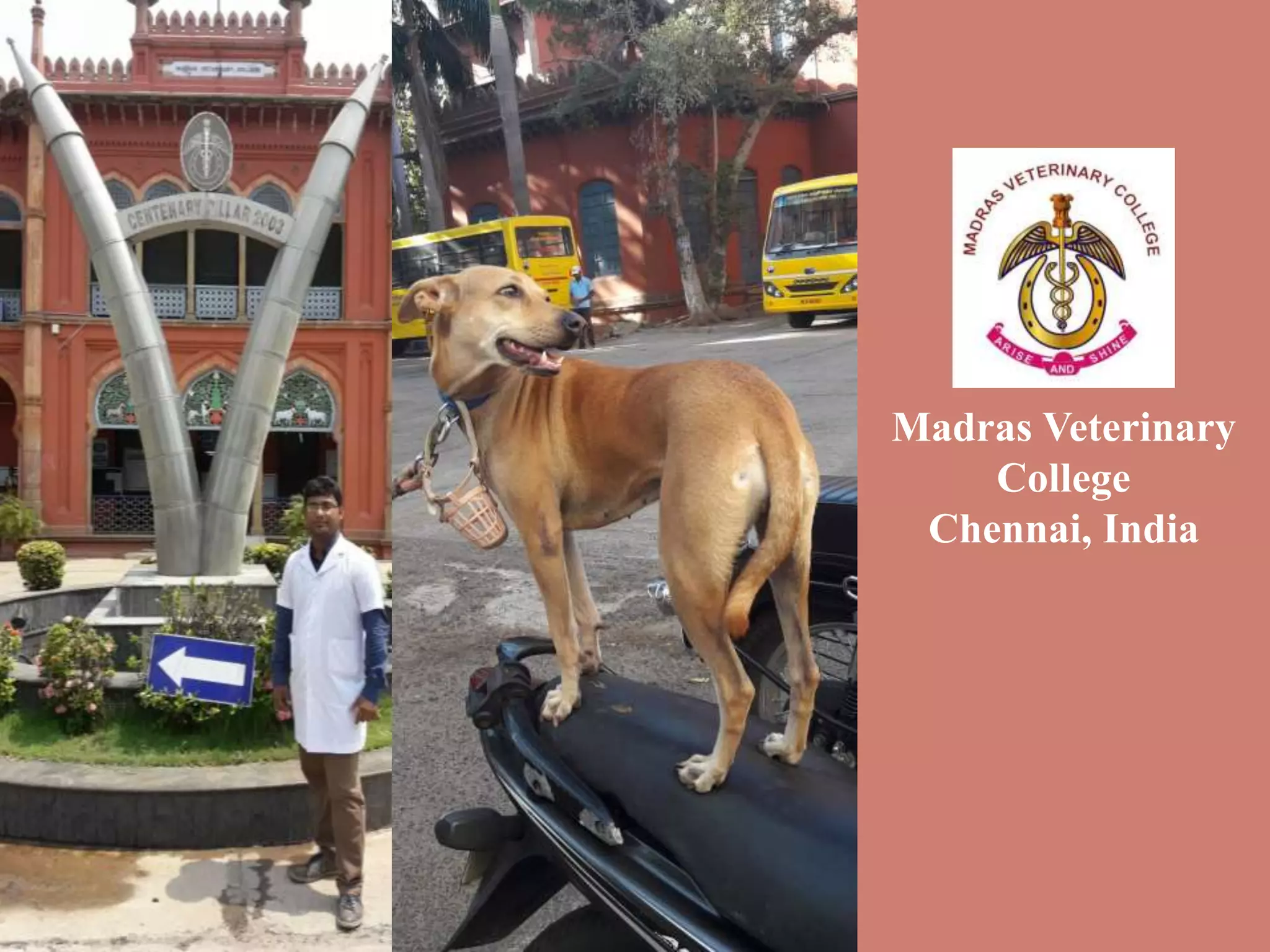 Page no
Madras Veterinary
College
Chennai, India
 