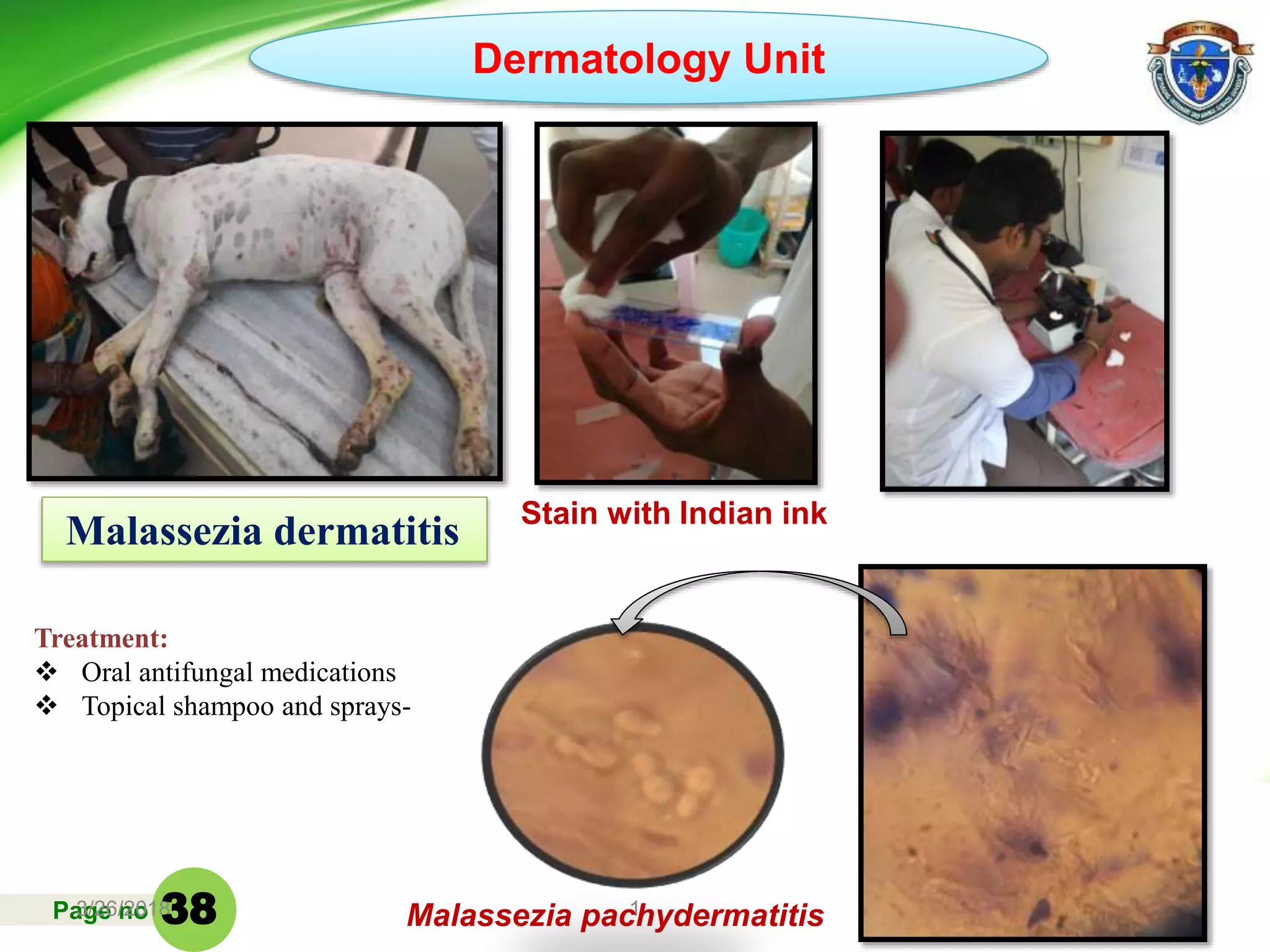 Page no3/26/2018 1 38
Stain with Indian ink
Malassezia pachydermatitis
Malassezia dermatitis
Dermatology Unit
Treatment:
 Oral antifungal medications
 Topical shampoo and sprays-
38
 