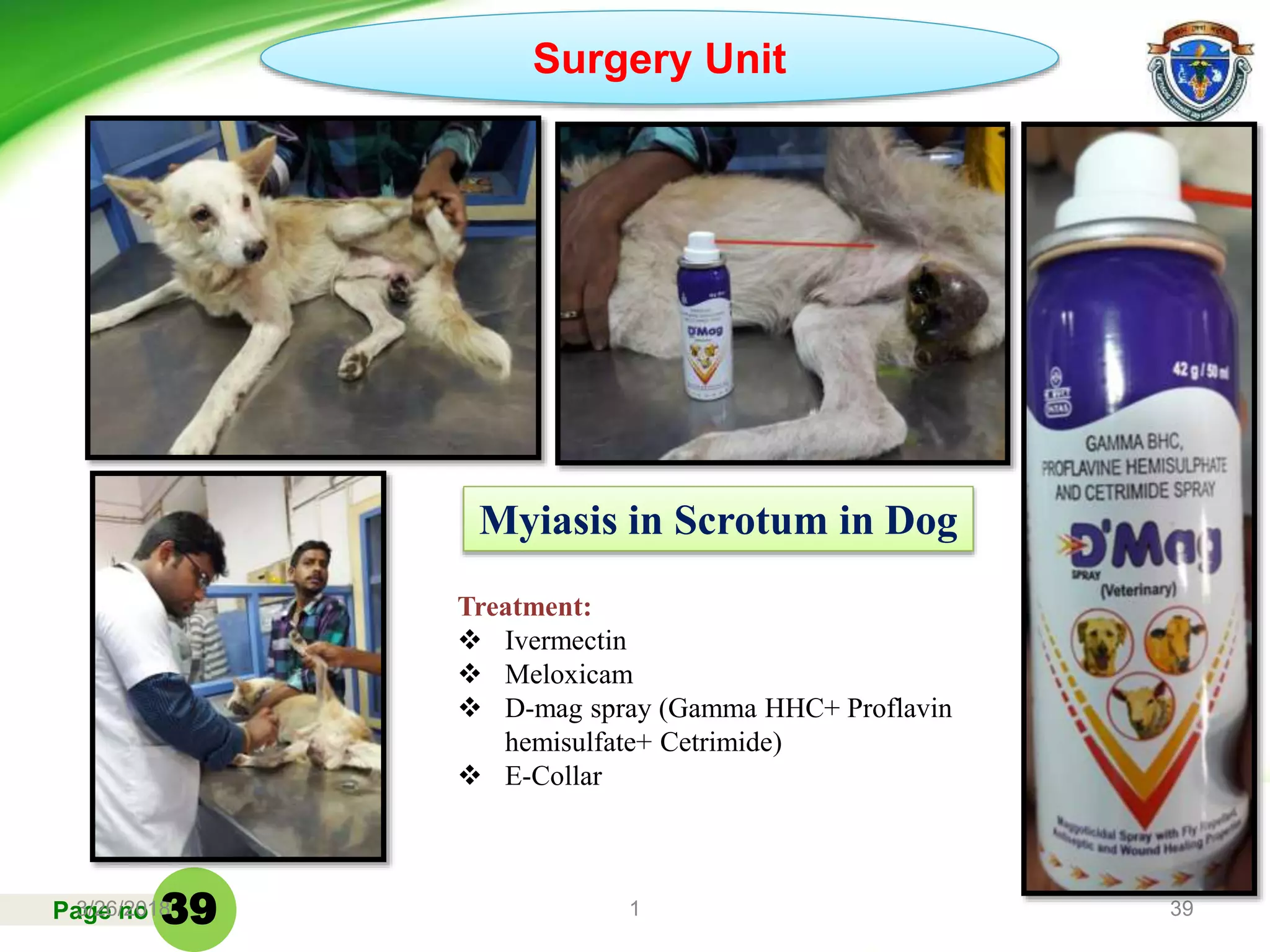 Page no3/26/2018 1 39
Myiasis in Scrotum in Dog
Surgery Unit
Treatment:
 Ivermectin
 Meloxicam
 D-mag spray (Gamma HHC+ Proflavin
hemisulfate+ Cetrimide)
 E-Collar
39
 