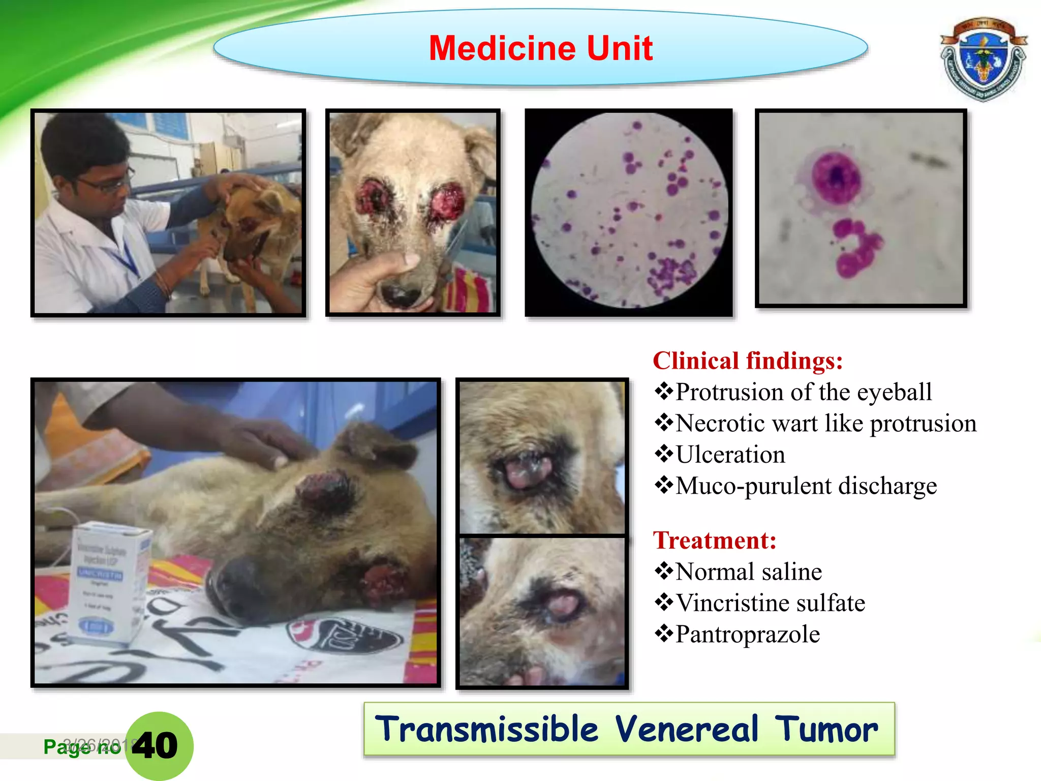 Page no3/26/2018 1
Transmissible Venereal Tumor
Clinical findings:
Protrusion of the eyeball
Necrotic wart like protrusion
Ulceration
Muco-purulent discharge
Treatment:
Normal saline
Vincristine sulfate
Pantroprazole
Medicine Unit
40
 