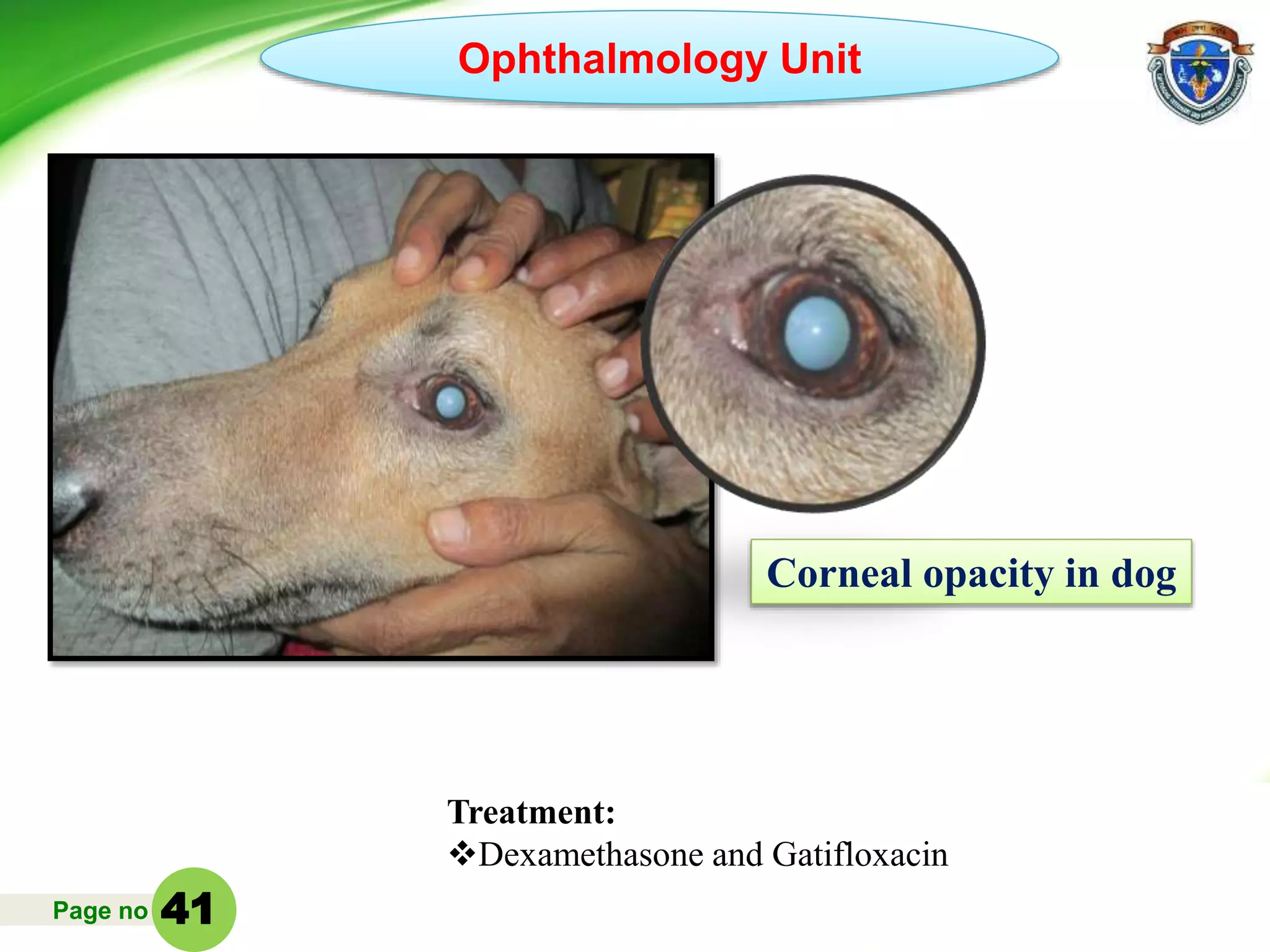 Page no
Treatment:
Dexamethasone and Gatifloxacin
Ophthalmology Unit
Corneal opacity in dog
41
 