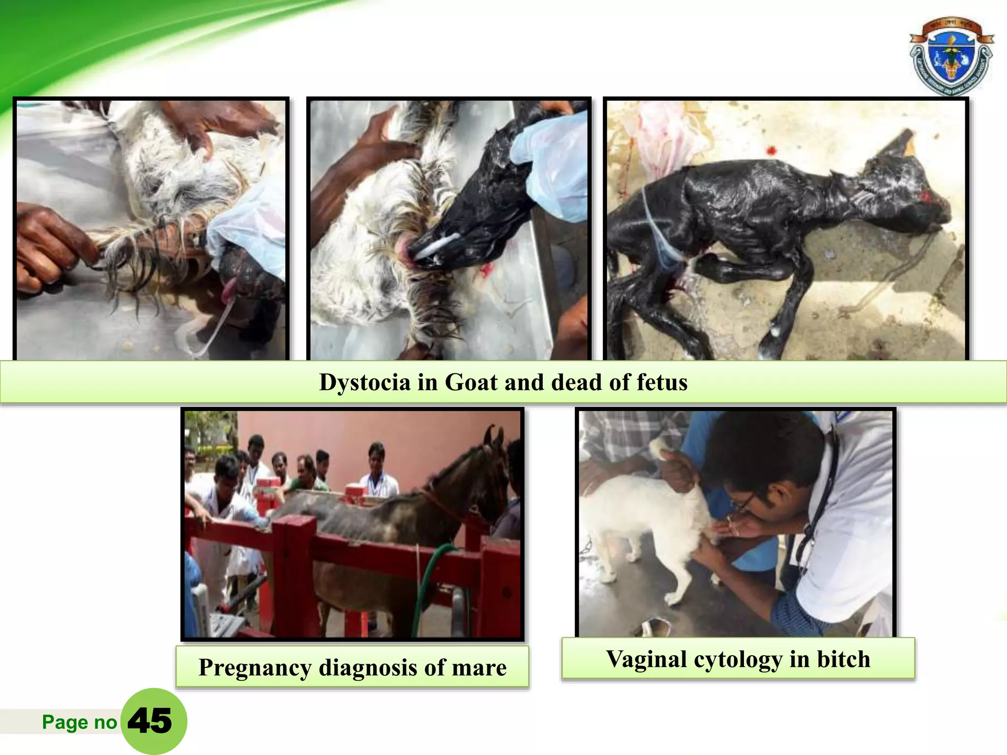 Page no
Dystocia in Goat and dead of fetus
Pregnancy diagnosis of mare Vaginal cytology in bitch
45
 
