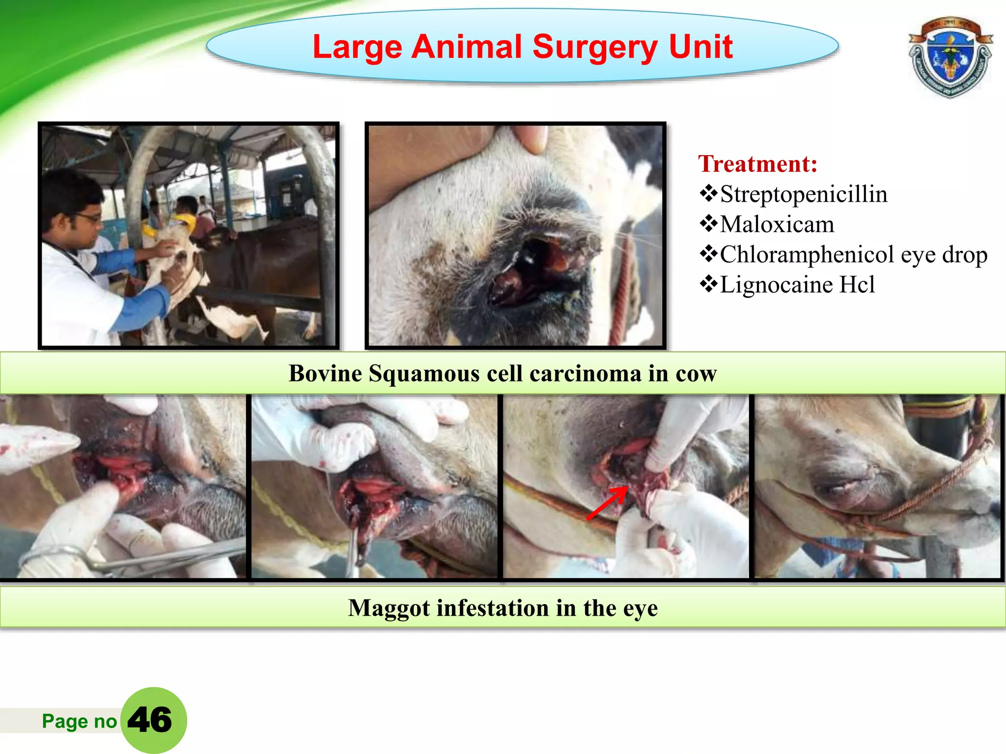 Page no
Large Animal Surgery Unit
Bovine Squamous cell carcinoma in cow
Maggot infestation in the eye
Treatment:
Streptopenicillin
Maloxicam
Chloramphenicol eye drop
Lignocaine Hcl
46
 