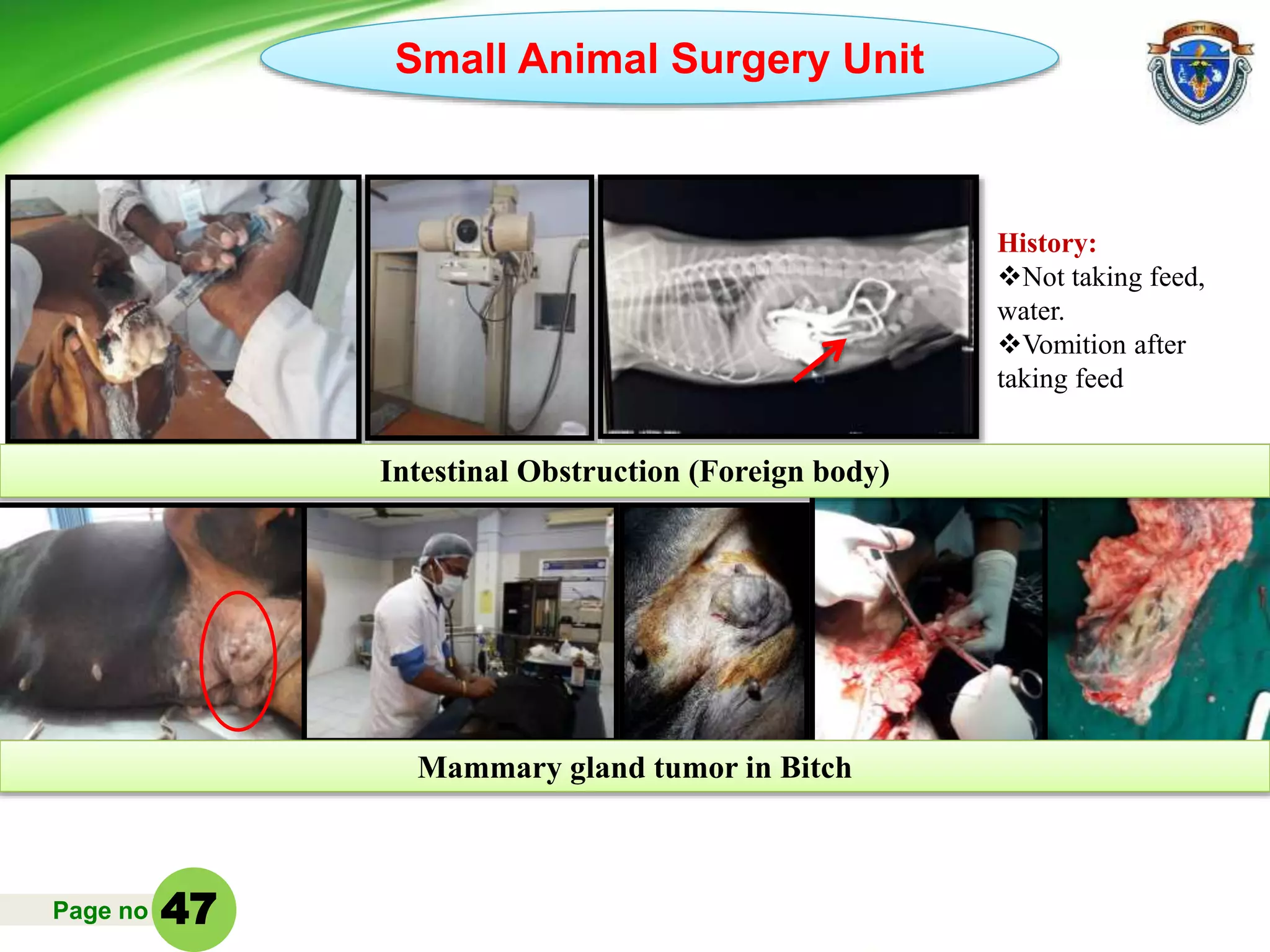 Page no
Small Animal Surgery Unit
History:
Not taking feed,
water.
Vomition after
taking feed
Intestinal Obstruction (Foreign body)
Mammary gland tumor in Bitch
47
 