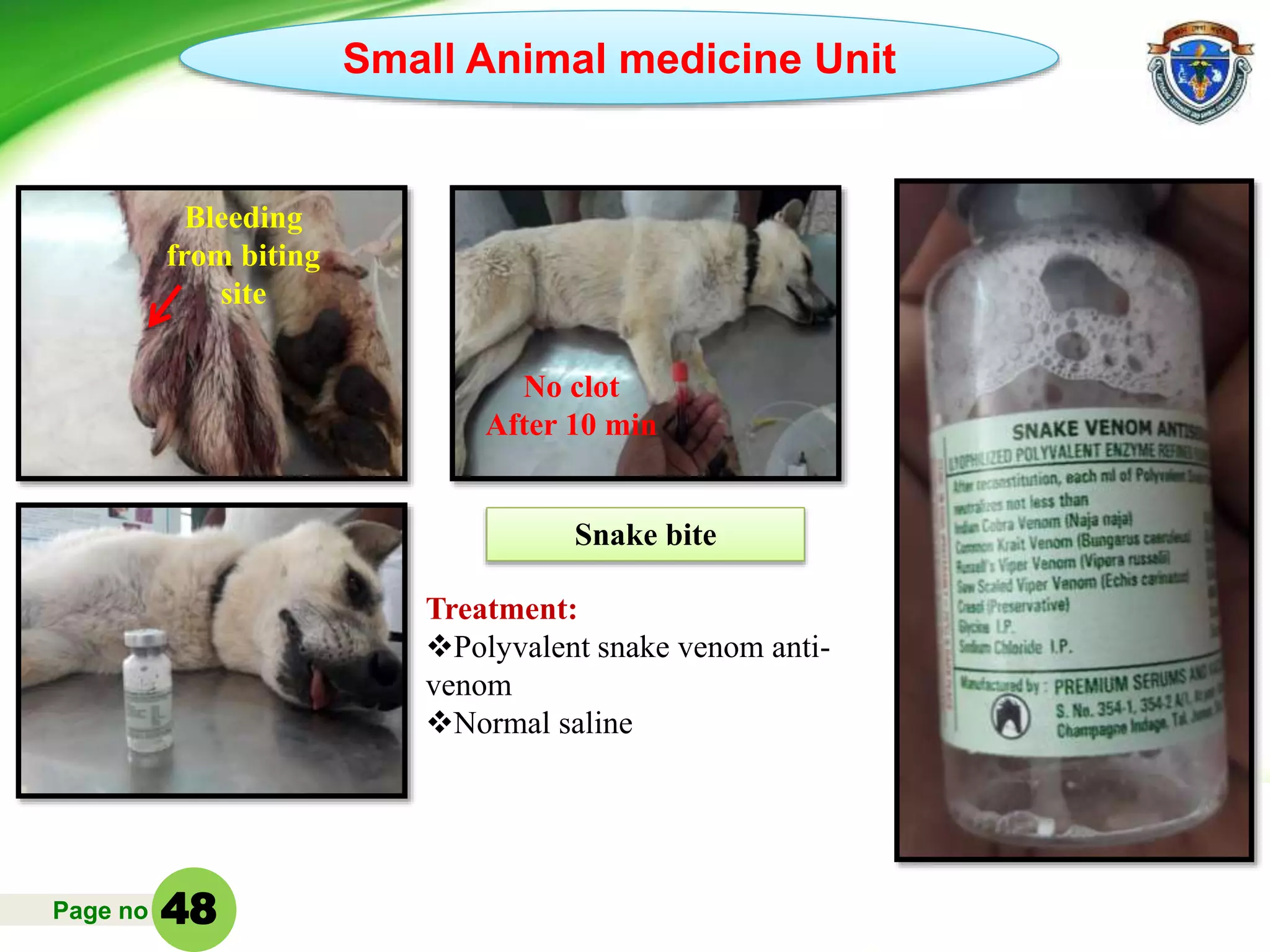 Page no
Small Animal medicine Unit
Snake bite
No clot
After 10 min
Bleeding
from biting
site
Treatment:
Polyvalent snake venom anti-
venom
Normal saline
48
 