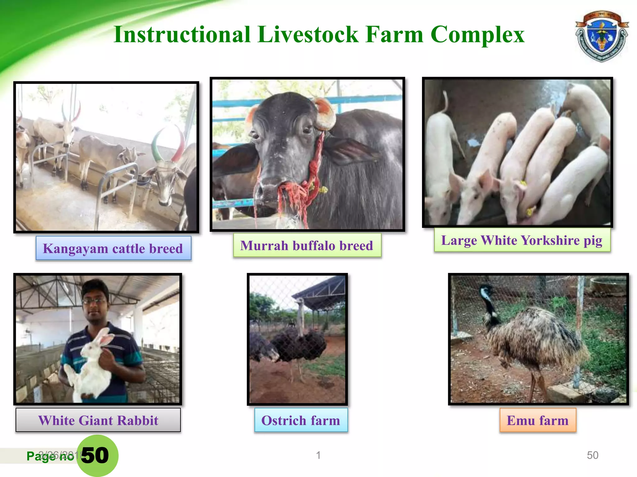 Page no3/26/2018 1 50
Instructional Livestock Farm Complex
Kangayam cattle breed
White Giant Rabbit Ostrich farm Emu farm
Murrah buffalo breed Large White Yorkshire pig
50
 
