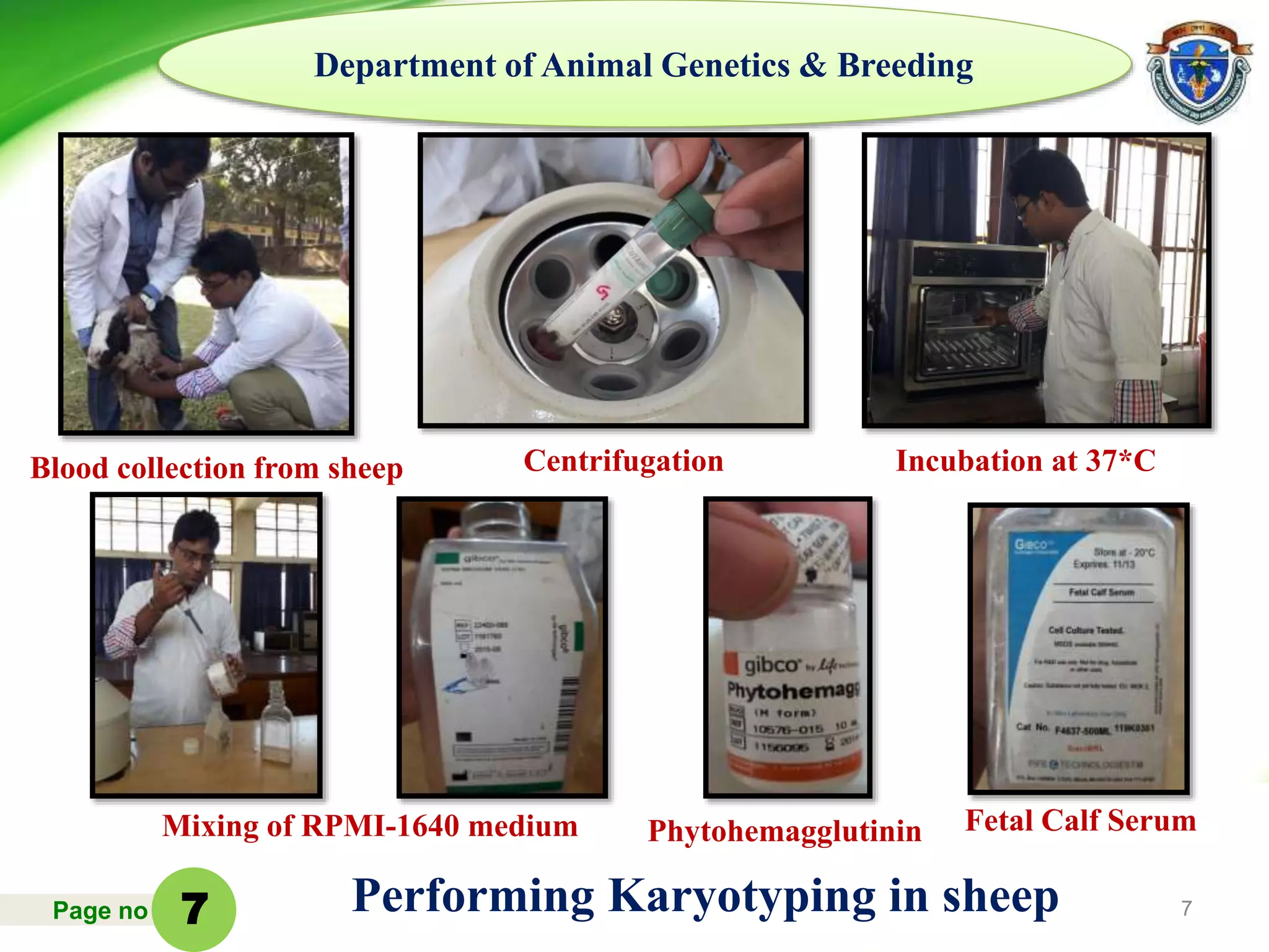 Page no 7
Department of Animal Genetics & Breeding
Fetal Calf SerumPhytohemagglutininMixing of RPMI-1640 medium
Blood collection from sheep Centrifugation Incubation at 37*C
Performing Karyotyping in sheep7
 