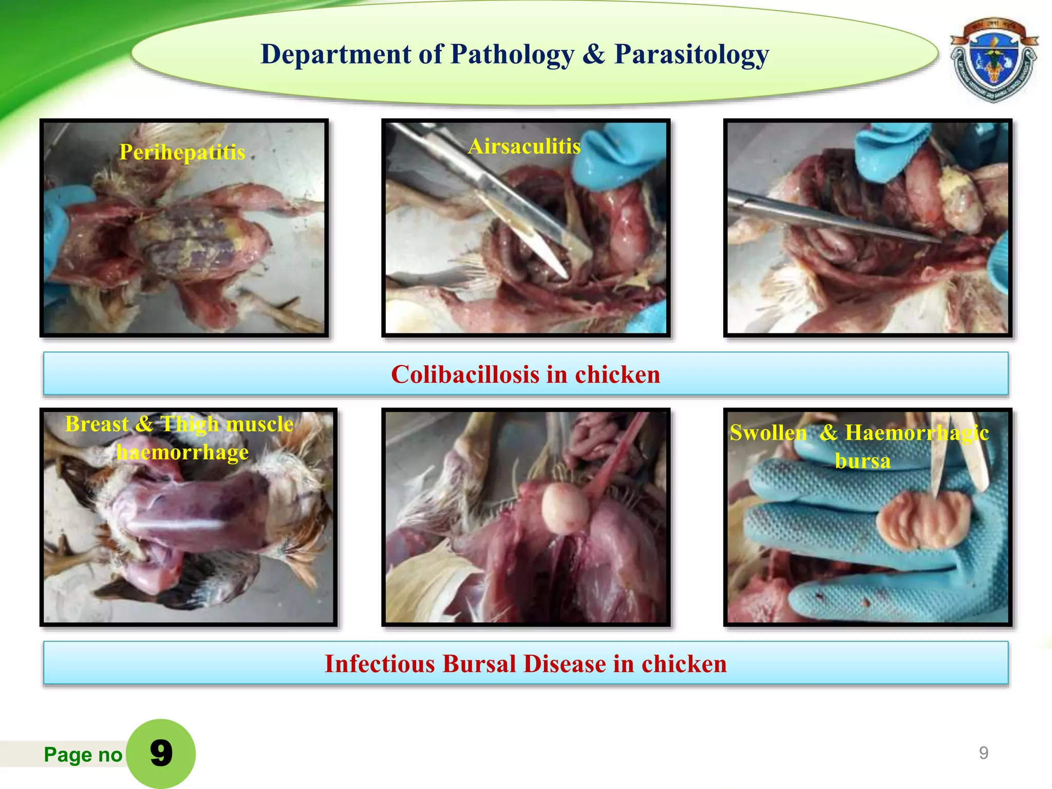 Page no 9
Department of Pathology & Parasitology
Colibacillosis in chicken
Infectious Bursal Disease in chicken
9
Swollen & Haemorrhagic
bursa
Breast & Thigh muscle
haemorrhage
Perihepatitis Airsaculitis
 