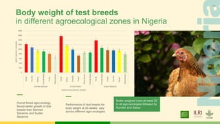 Body weight of test breeds
in different agroecological zones in Nigeria
—
Humid forest agro-ecology
favors better growth of test
breeds than Derived
Savanna and Sudan
Savanna
—
Performance of test breeds for
body weight at 20 weeks vary
across different agro-ecologies
Noiler weighed more at week 20
in all agro-ecologies followed by
Kuroiler and Sasso
14
 
